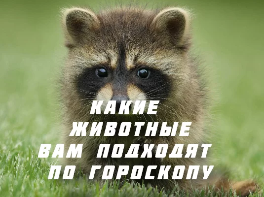 Какое животное вам подходит по гороскопу